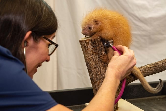 Baby Porcupine Born at Walt Disney World's Animal Kingdom