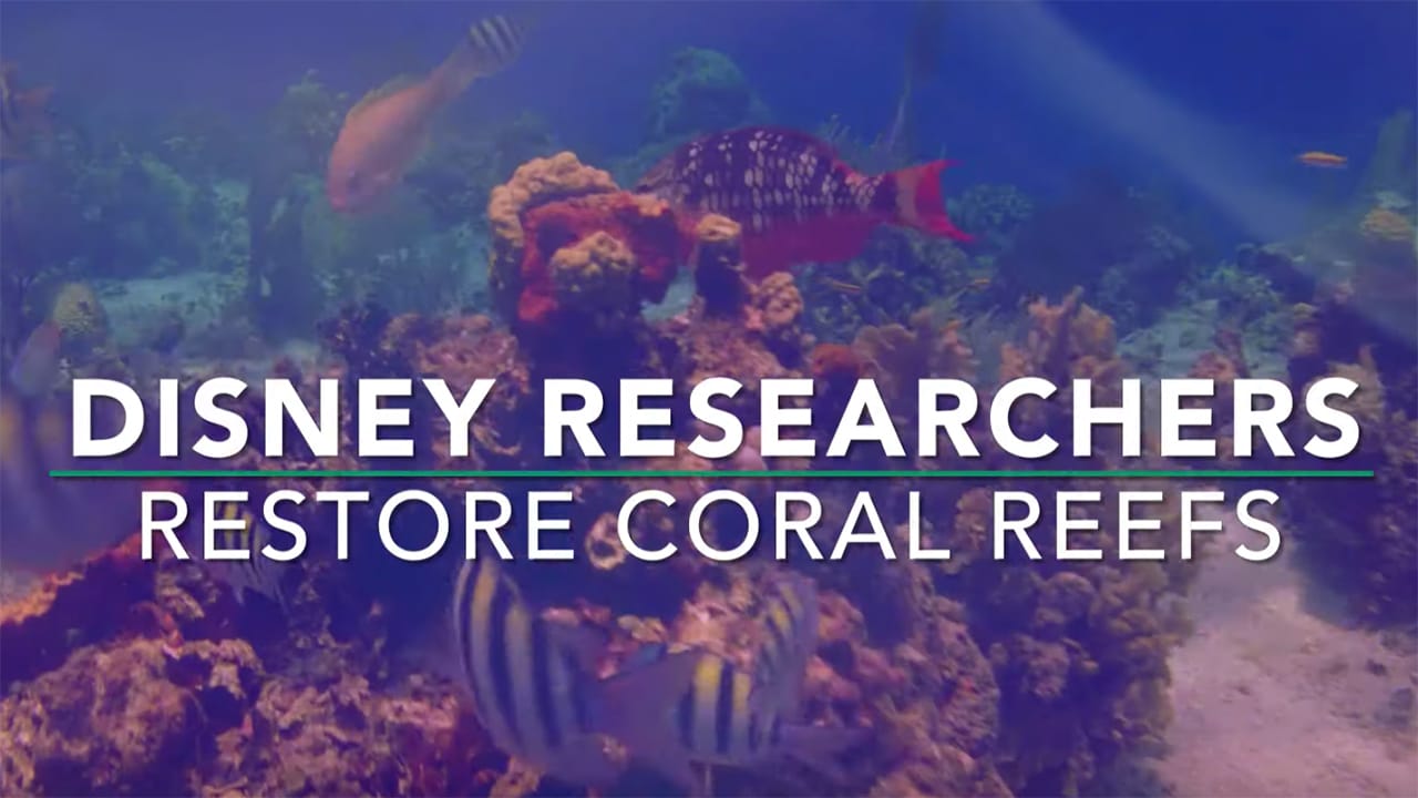 Disney Works to Restore Coral Reefs